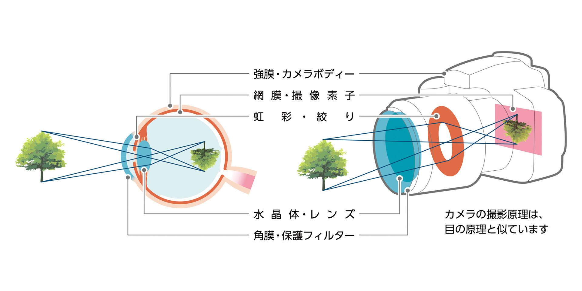 強膜・カメラボディー　網膜・撮像素子　虹彩・絞り　水晶体・レンズ　角膜・保護フィルター　カメラの撮影原理は、目の原理と似ています