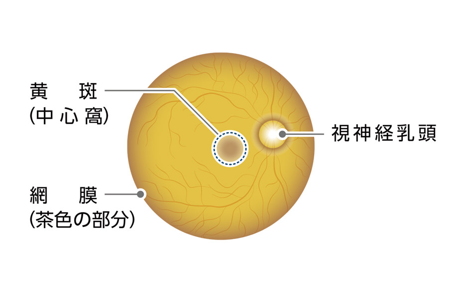 黄斑 (中心窩)) 　網膜(茶色の部分)　視神経乳頭