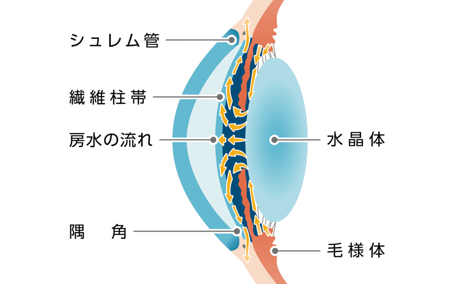 シュレム管　繊維柱帯　房水の流れ　隅角　水晶体　毛様体