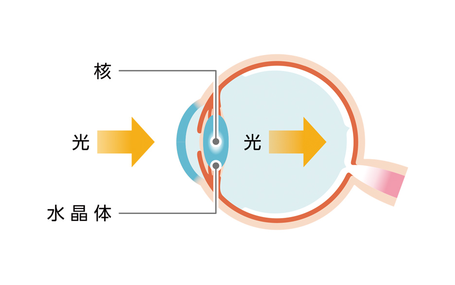 角　光　水晶体