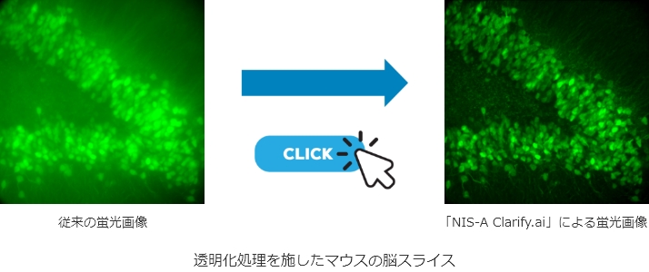 従来の蛍光画像 →「NIS-A Clarify.ai」による蛍光画像｜透明化処理を施したマウスの脳スライス