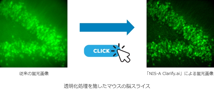 従来の蛍光画像 →「NIS-A Clarify.ai」による蛍光画像|透明化処理を施したマウスの脳スライス