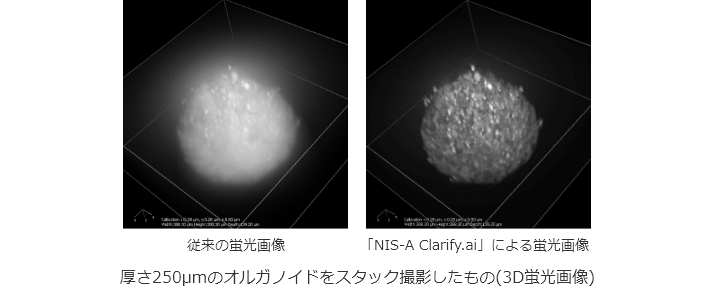 従来の蛍光画像｜「NIS-A Clarify.ai」による蛍光画像｜厚さ250umのオルガノイドをスタック撮影したもの(3D蛍光画像)