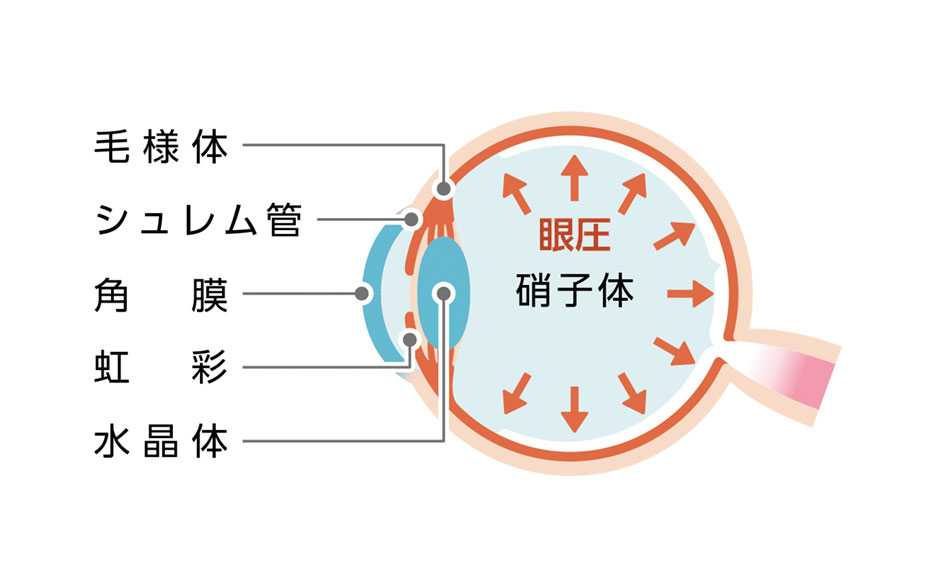 毛様体 シュレム管 角膜 虹彩 水晶体 硝子体 眼圧