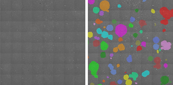 左：位相差画像、右：画像解析によりマスクされた各コロニー（ランダムカラーで表示）