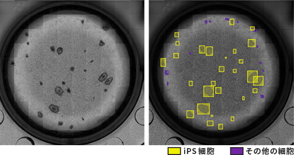 iPS細胞の位相差画像によるリプログラミング判定例のイメージ画像