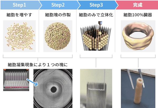 細胞製人工血管作製の例