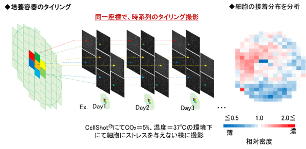 タイリング撮影によって容器内全体の細胞接着分布を評価するとともに、全視野を同一座標でタイムラプス撮影することで分布の変化も評価。