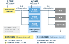 MSCの特徴について詳しく学ぶ