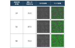 細胞の増殖を画像で解析する際に用いる手法とは