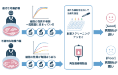 培養細胞の状態を評価するために細胞核を観察する重要性とは