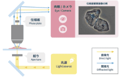 細胞の位相差観察の光学原理ってどうなっているの