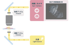 微分干渉観察の光学原理ってどうなっているの