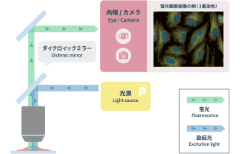 蛍光染色した細胞の顕微鏡観察法とは