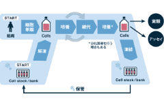 細胞培養全般に共通する基本的な培養工程とは