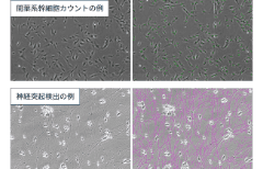 接着細胞の特徴ごとに画像を取得するためのポイント