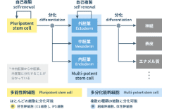 各幹細胞の種類と特徴