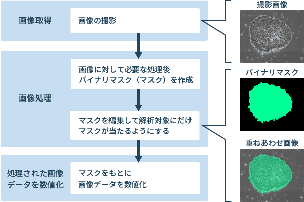 図2：画像解析の流れ