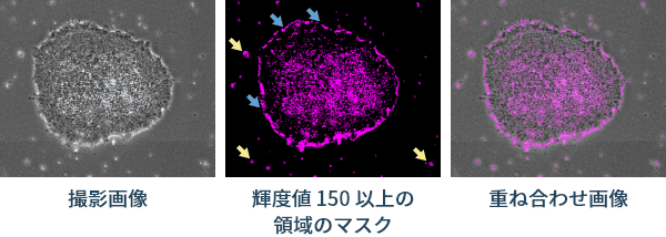 図3：輝度値でマスクを作った場合（黄矢印：バックグラウンドに写っている小さな粒々、青矢印：位相差画像の性質上現れる細胞の周囲に生じたハロー）