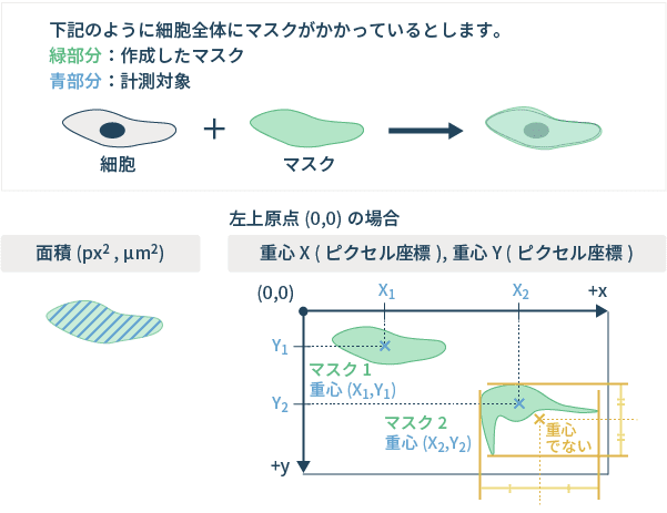 図7：形態解析の代表的な計測項目