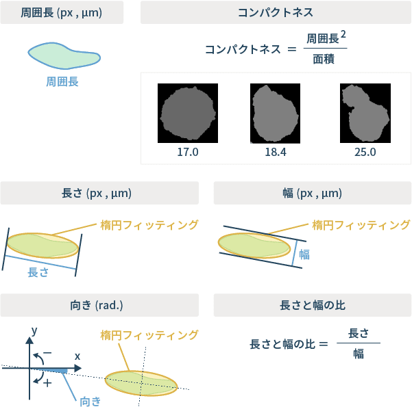 図7：形態解析の代表的な計測項目