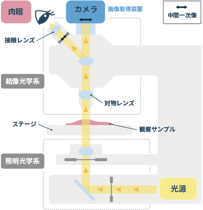 顕微鏡の基本的な構成