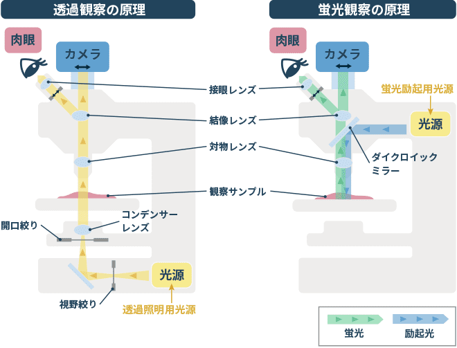 正立顕微鏡の光学原理図