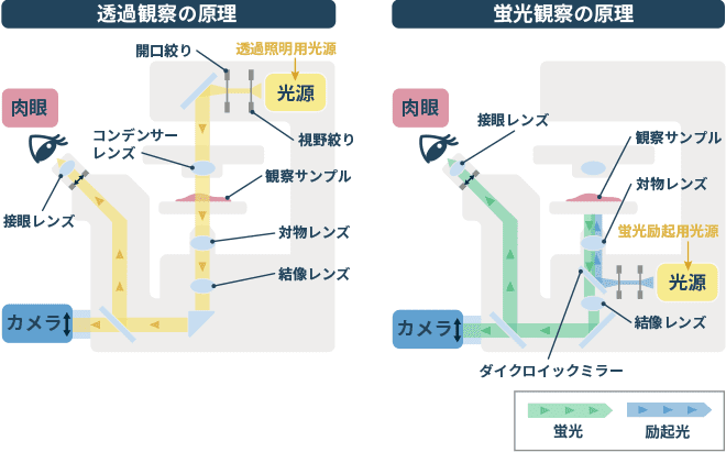 倒立顕微鏡の光学原理図