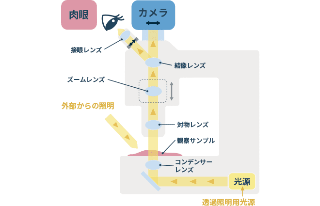 実体顕微鏡の光学原理図