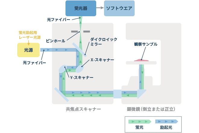 共焦点顕微鏡の光学原理図