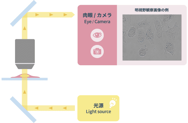 「明視野観察」の光学原理図と画像例