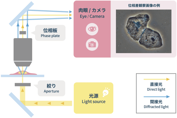 「位相差観察」の光学原理図と画像例