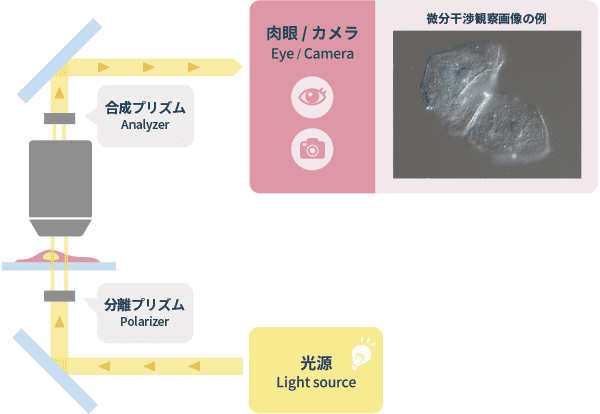 「微分干渉観察」の光学原理図と画像例