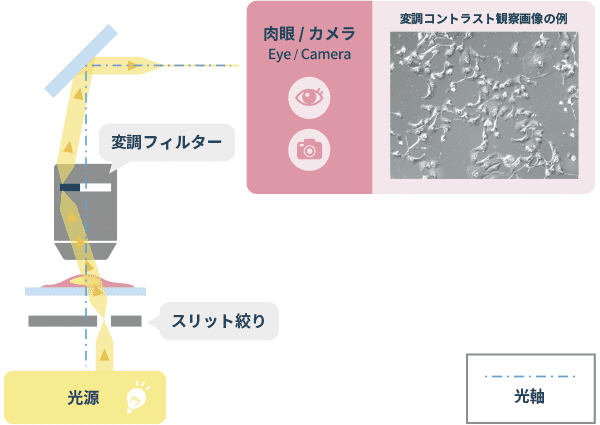 「変調コントラスト観察」の光学原理図と画像例