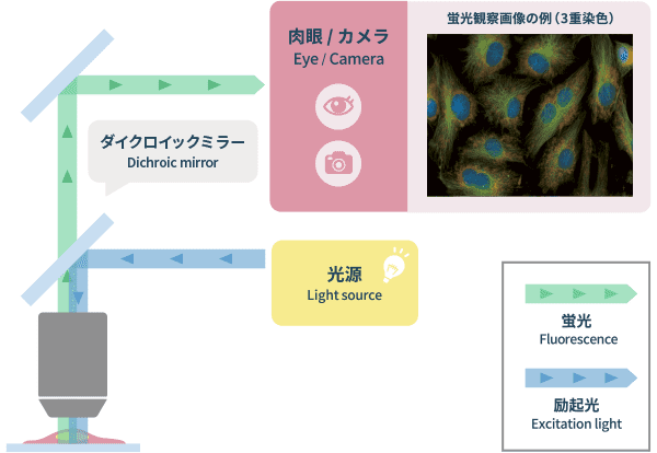 「蛍光観察」の光学原理図と画像例