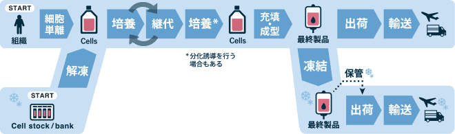 細胞製造工程の流れ