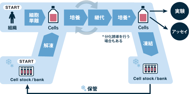 細胞の活用の流れ