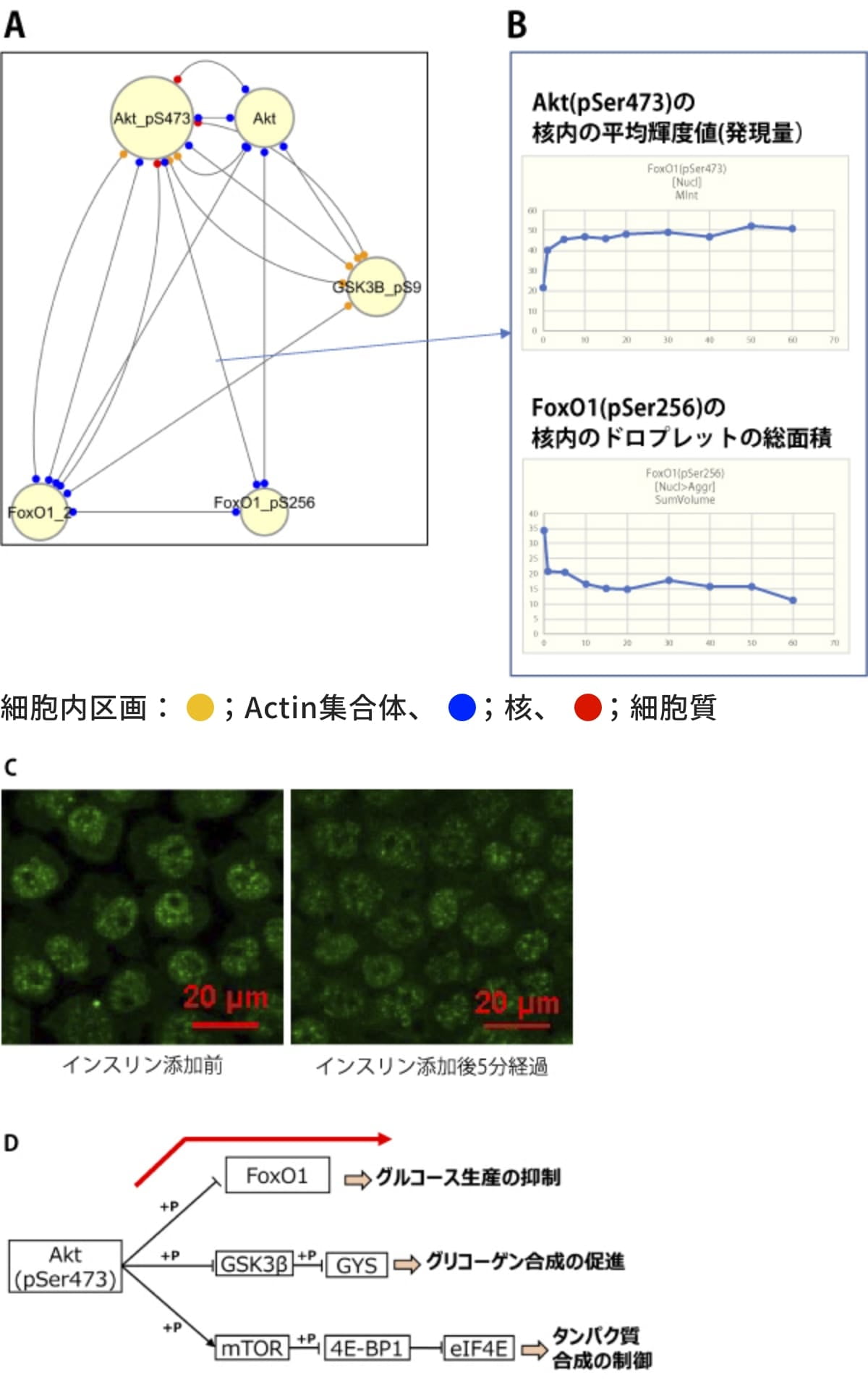 細胞培養工程を自動化する取り組み