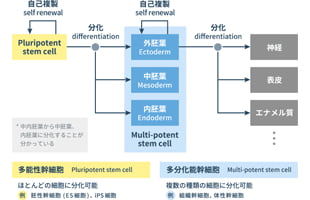 各幹細胞の種類と特徴