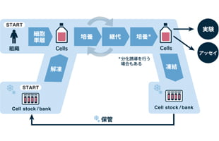 細胞培養全般における基本的な工程