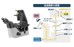 顕微鏡による、細胞の各種観察方法