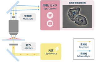 「明視野観察」の光学原理図と画像例