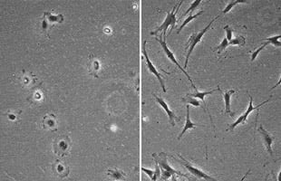 多能性幹細胞の細胞形態