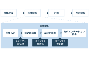 一般的な細胞の画像解析の流れとは（具体例で解説）