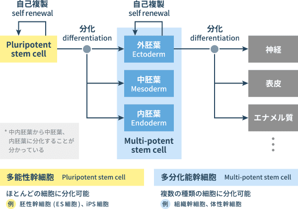 多能性幹細胞から三胚葉を介したさまざまな臓器への形成