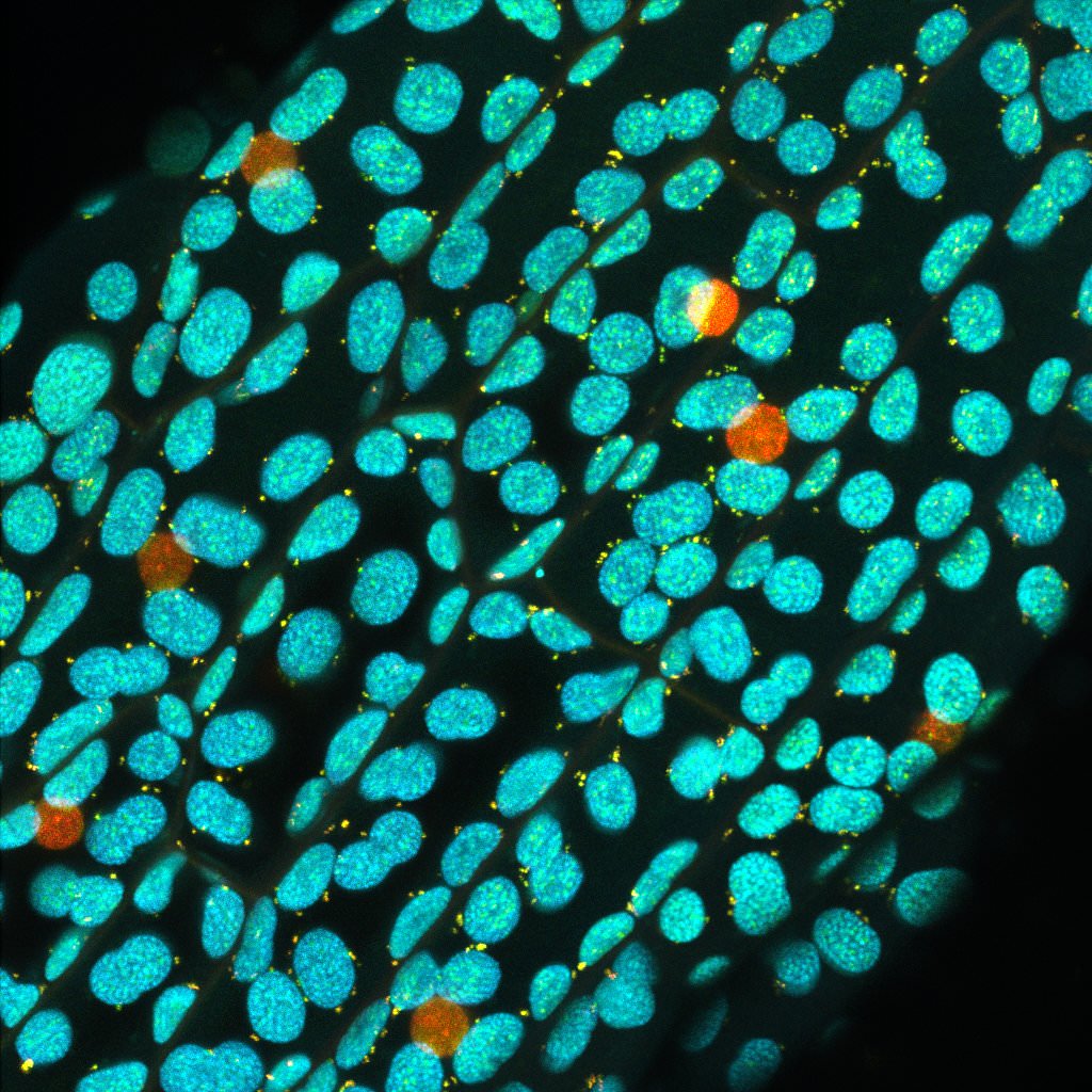 細胞核、ミトコンドリア、色素体の
        3種類のゲノムを1つの色素で区別する DNA 染色色素(Kakshine)による蛍光寿命イメージング像