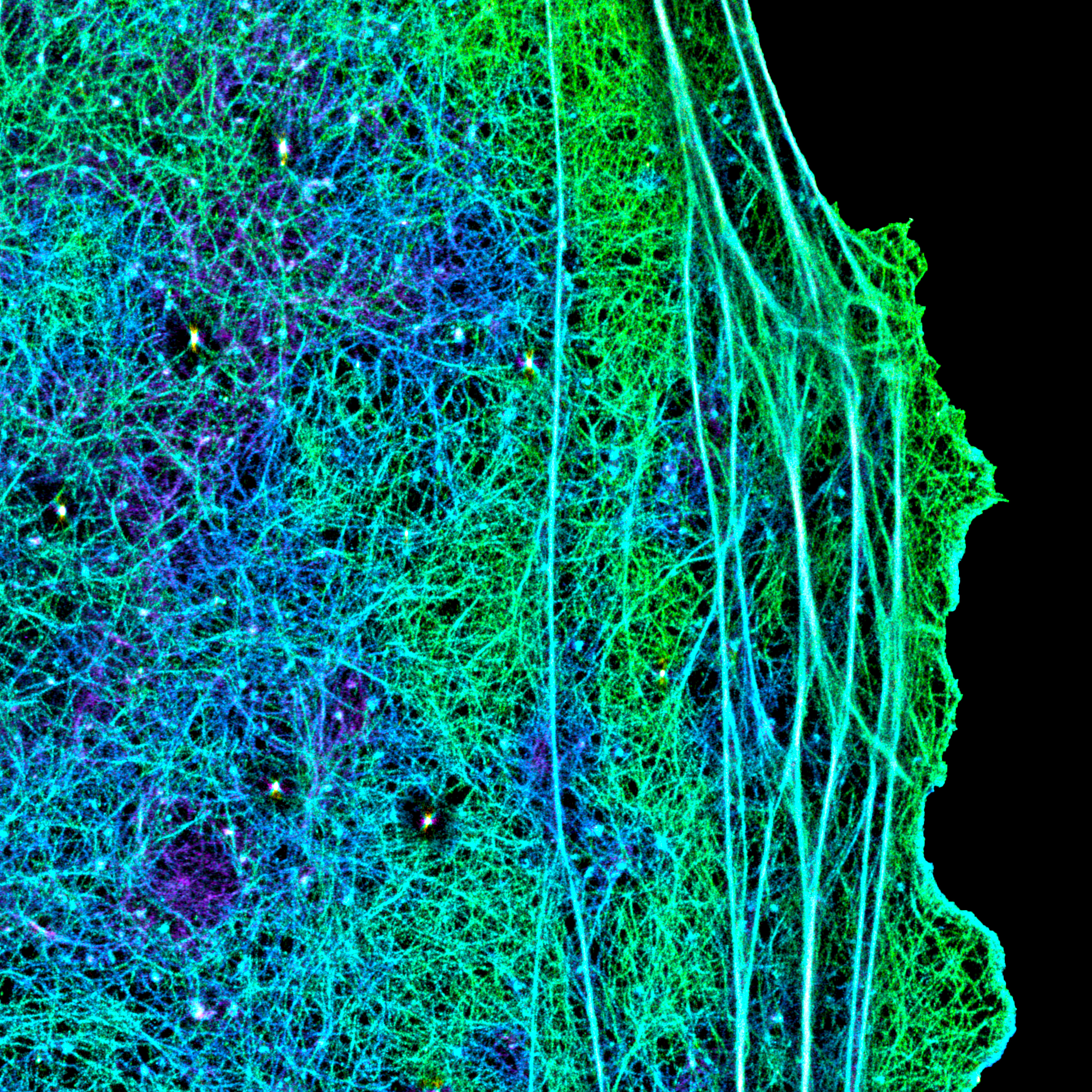 セルトリ細胞皮質下アクチン繊維ナノアーキテクチャーの超解像イメージング