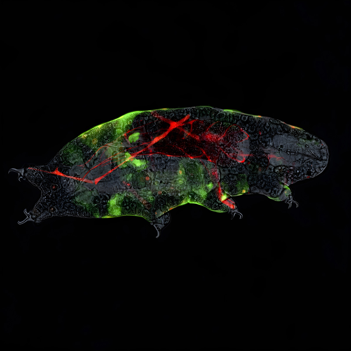 乾燥耐性クマムシにおける表皮細胞と筋肉細胞の蛍光ライブイメージング