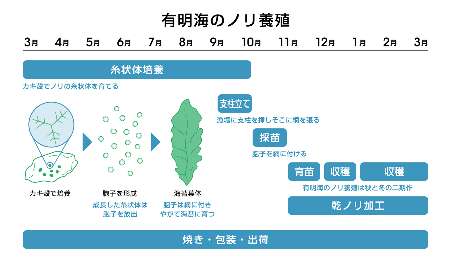 有明海のノリ養殖