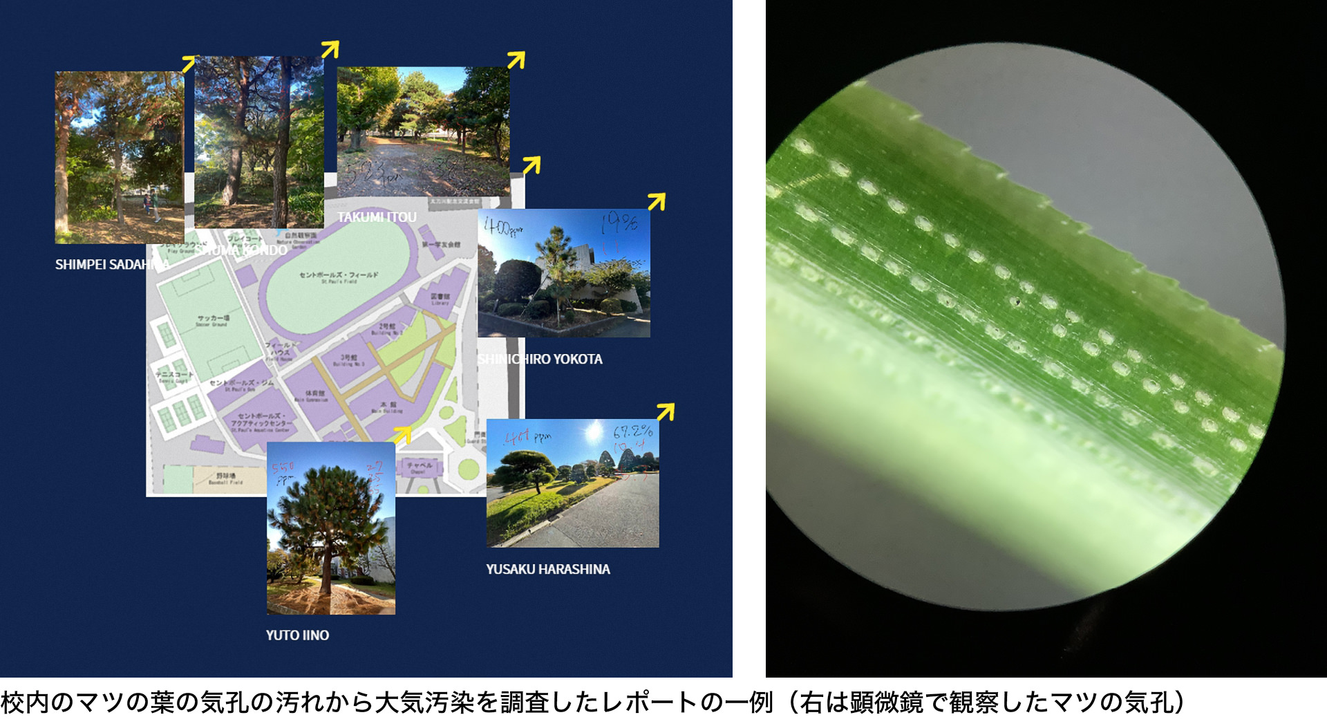 校内のマツの葉の気孔の汚れから大気汚染を調査したレポートの一例（右は顕微鏡で観察したマツの気孔）